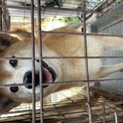 柴犬5歳