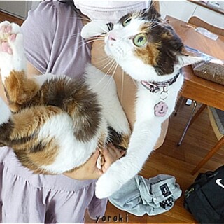 ト幸せ顔の三毛猫、梨月(りんか)ちゃん