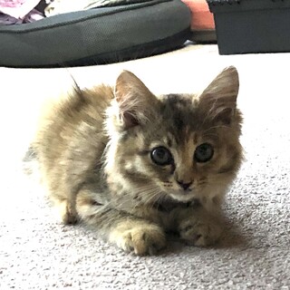 おうちを見つけたフワフワちゃん