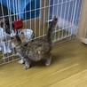 おうちを見つけたフワフワちゃん サムネイル4