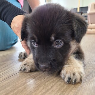子犬ちゃんの家族を探しています