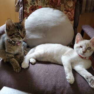 血はつながってないけどずっと一緒　仲良し兄妹猫