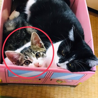 【里親募集】子猫♀を保護しました(現在約3ヶ月)