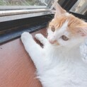 やんちゃな子猫の里親募集