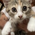 子猫の里親様募集しています