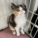 三毛猫♡生後3ヶ月