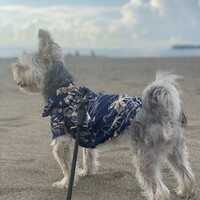 きなこ