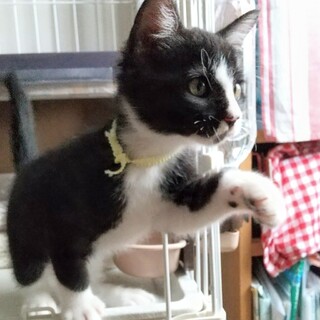 生後2ヶ月ふわコロ黒白やんちゃ天使