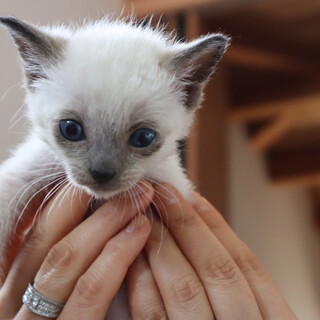 ふわっふわのシャム系イケ猫になるかもしれない男の子