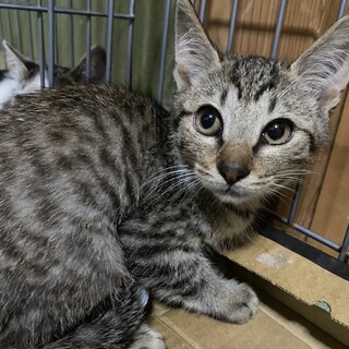 キジトラの男の子
