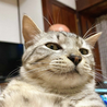 デンチャン