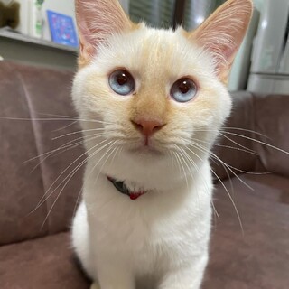 青い目の白ねこの男の子