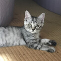 ボンボンしっぽ　るりるりちゃん