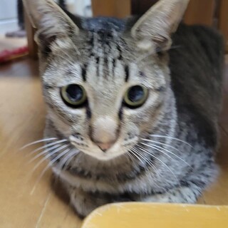 人懐こく甘えん坊な【フー君】