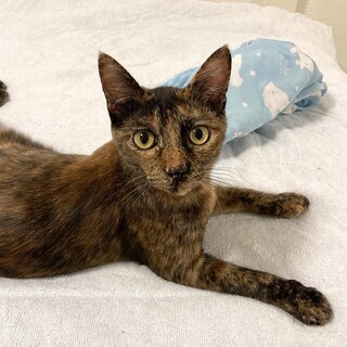 おてんばなサビ猫みつきちゃん♪