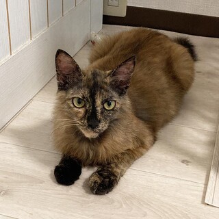 超やんちゃなサビ猫ももちゃん♪
