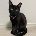 エイズキャリアの黒猫のロコちゃん♂️