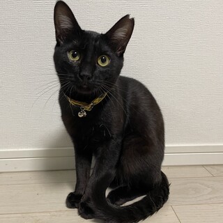 エイズキャリアの黒猫のロコちゃん♂️