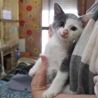 5匹の子猫ちゃん　タルトちゃん