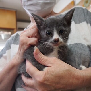 5匹の子猫ちゃん　ラスクちゃん