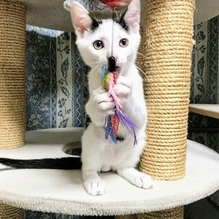 富士額縁起猫☆みるく君