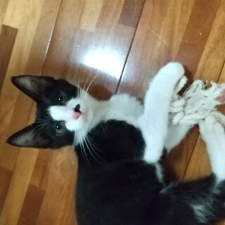 甘えん坊で可愛いクロくん♂^_^