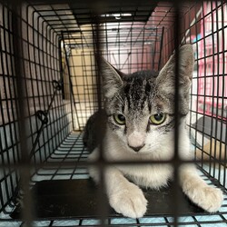 母猫と子猫5匹を保護