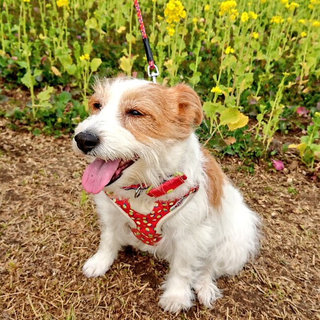 ぺんぎん子のカバー写真