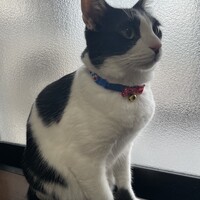 モモ