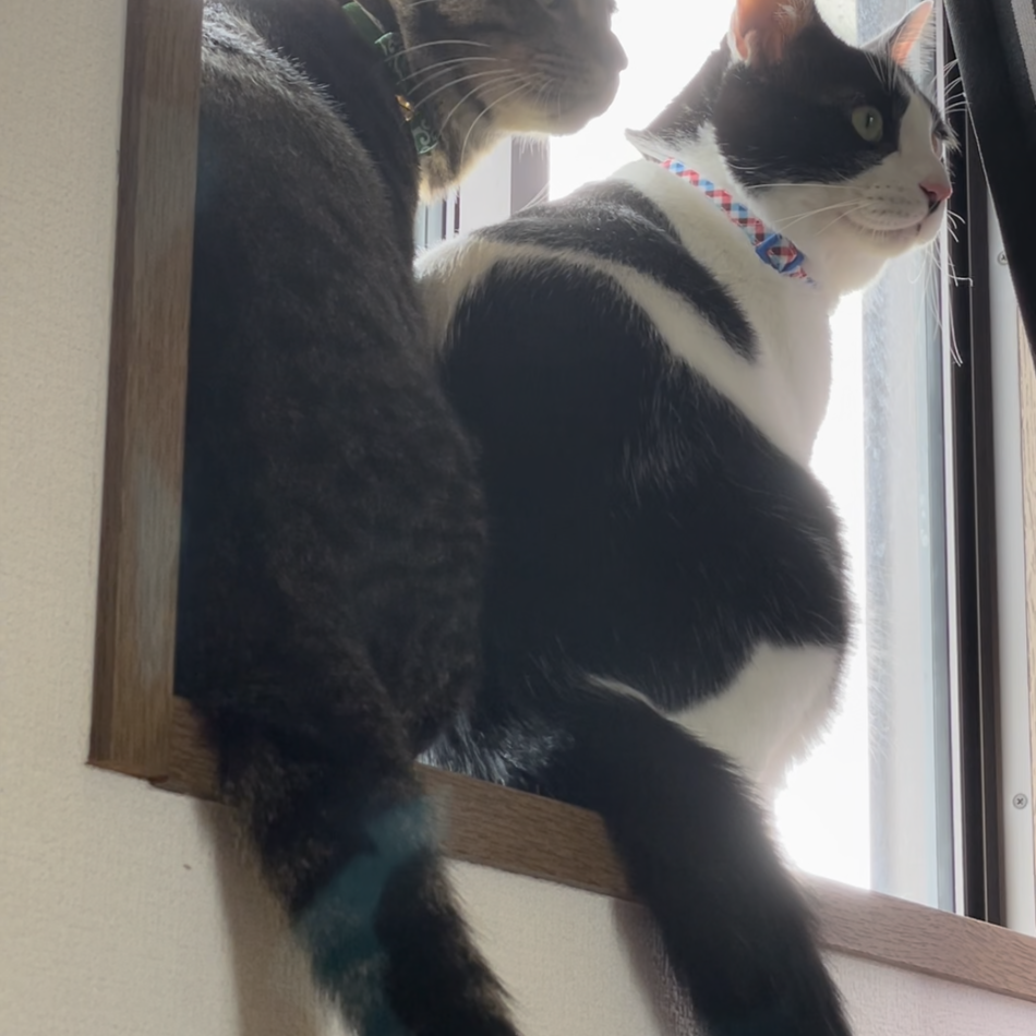 モモのカバー写真