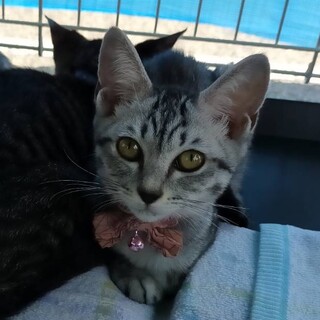 シャイなサバトラ猫みうちゃん