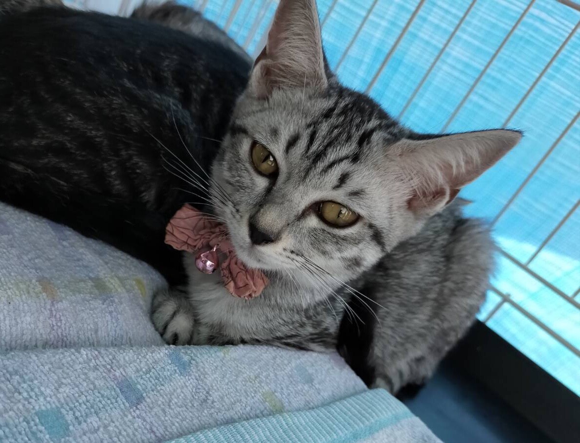 シャイなサバトラ猫みうちゃん サムネイル5