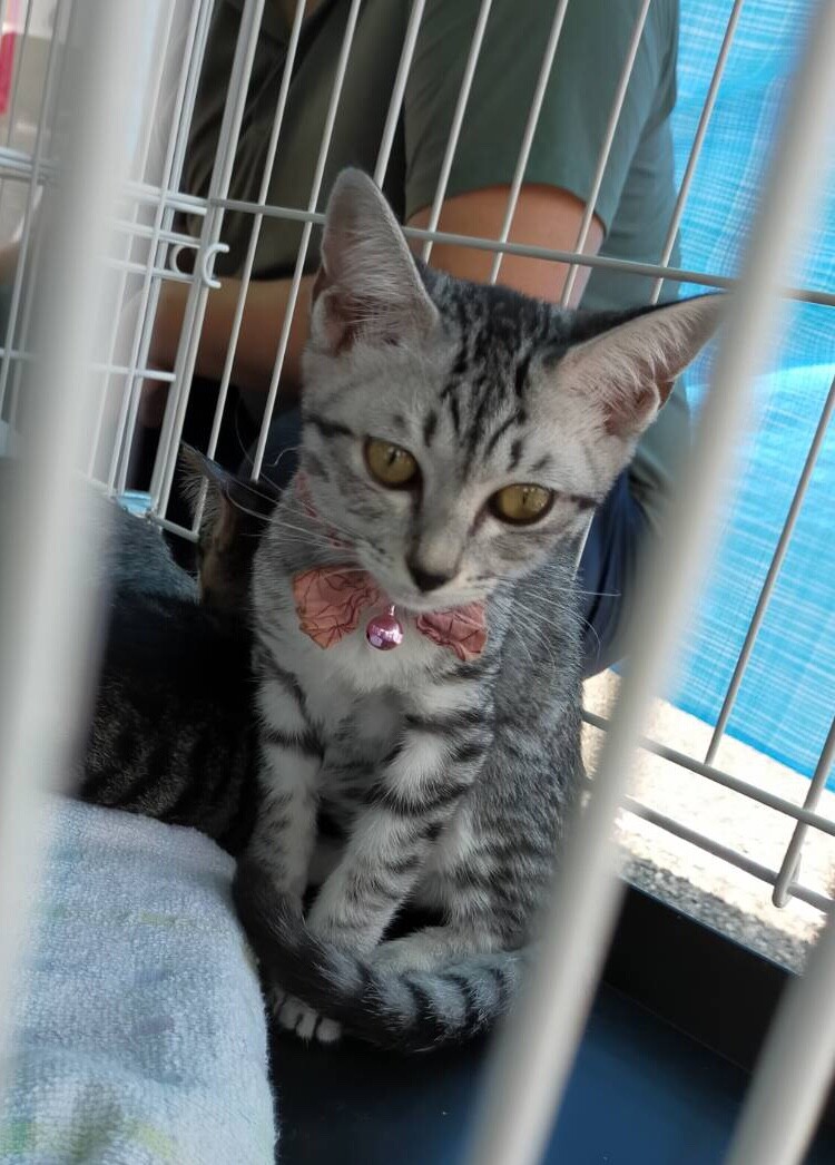 シャイなサバトラ猫みうちゃん サムネイル3