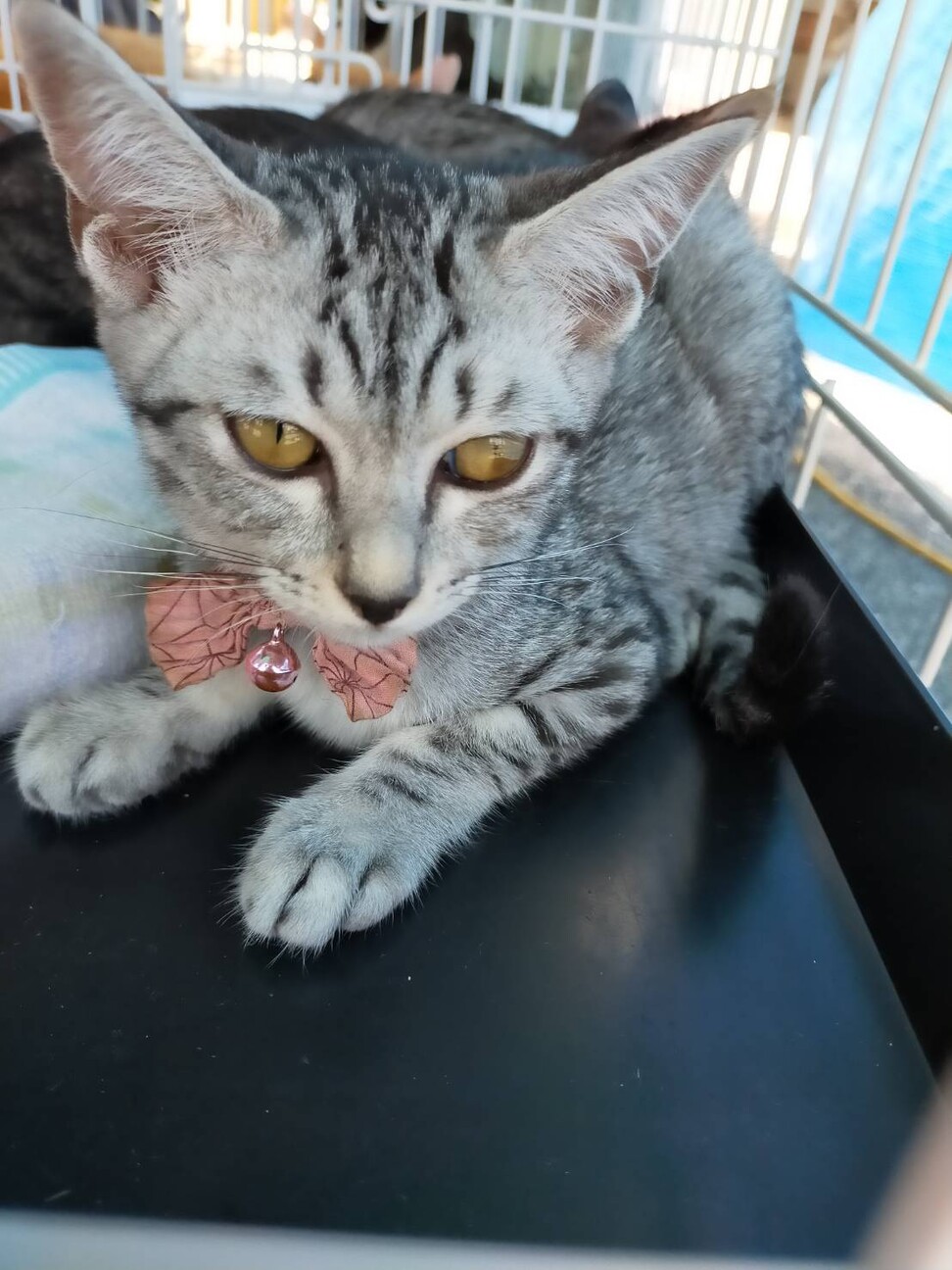 シャイなサバトラ猫みうちゃん サムネイル6