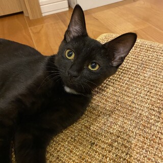 ●綺麗な黒猫　サマーちゃん　控えめな女の子