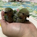 コザクラインコの雛 里親募集