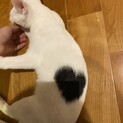 ●綺麗な白猫ハート&ミッキー☆ドラゴンくん