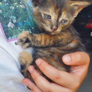 可愛いおんニャの子♡家族に迎えていただけました