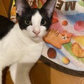 ●ハチワレ男子　コットンくん　白黒　子猫