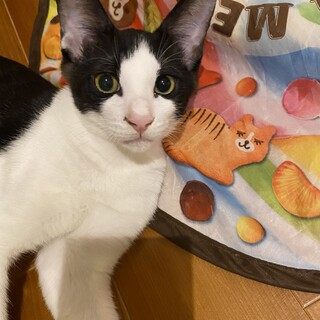 ●ハチワレ男子　コットンくん　白黒　子猫