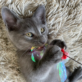 4月10日頃産まれの兄妹です。