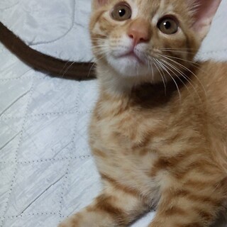 猫も人間も大好き遊ぶの大好き茶太郎くん