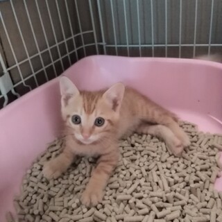 【受付一時中止】可愛い茶トラくん★兄弟一緒のご縁を