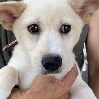 プリティ仔犬ちゃん女の子