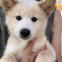 プリティ仔犬ちゃん男の子