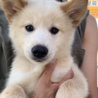 プリティ仔犬ちゃん男の子