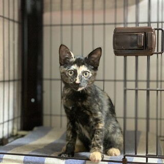 たぬき柄のサビ子猫