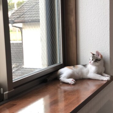おとなしめ