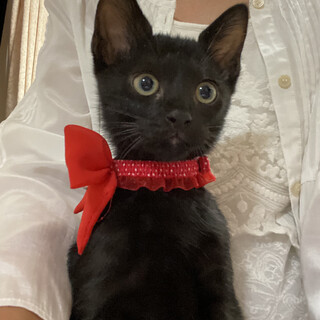 縁起の良い黒猫2ヶ月男の子