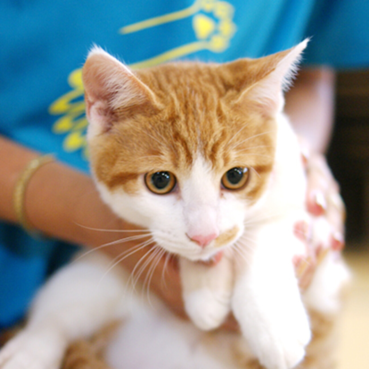 ちょっとシュールな はに 神奈川県 猫の里親募集 ペットのおうち 月間利用者150万人